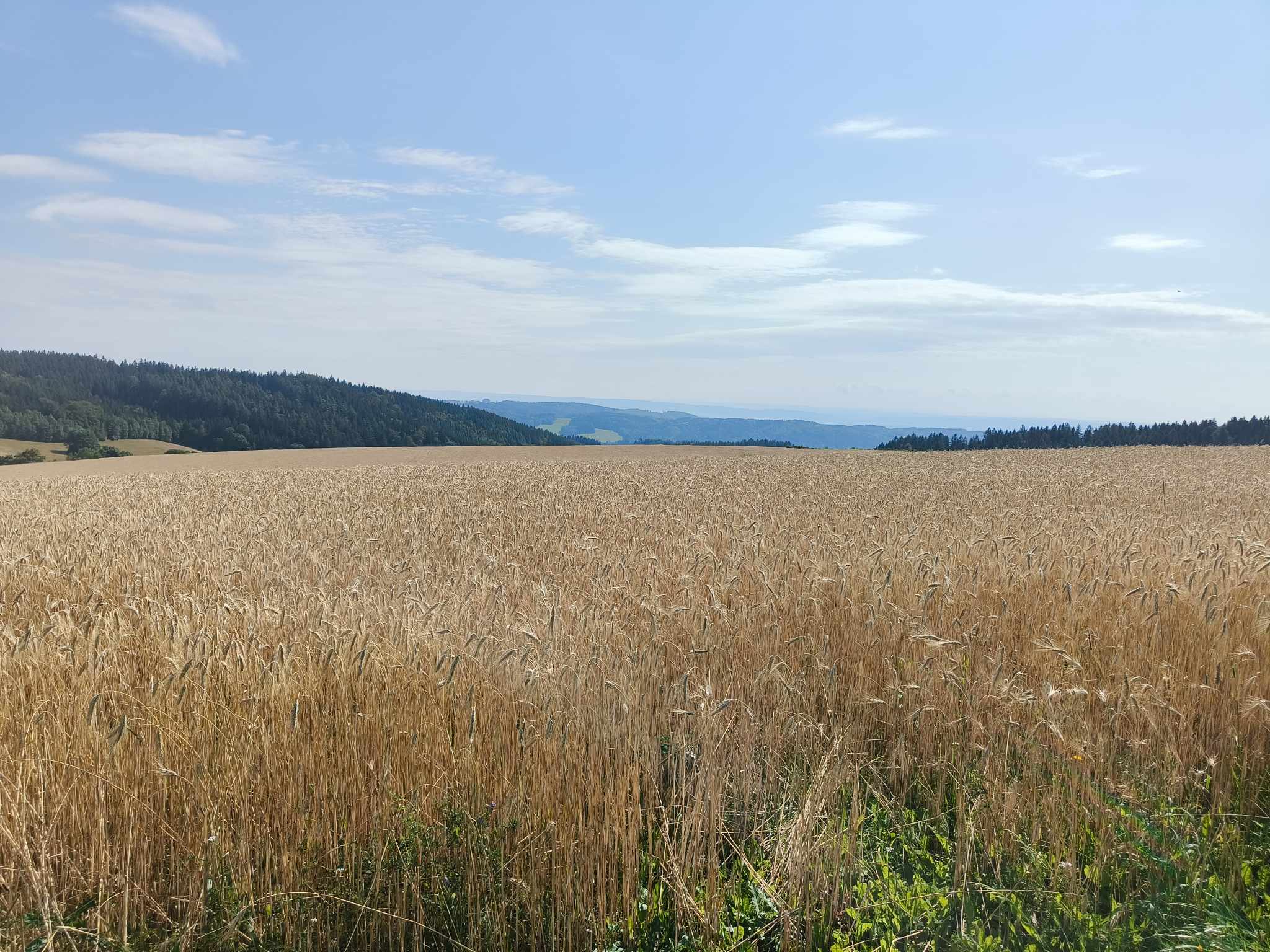 Obilné pole při turistice